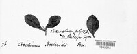 Puccinia graminis image